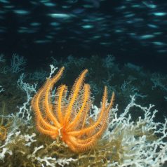 Photo courtesy of Lophelia II researchers. Orange basket star on top of Lophelia coral at a depth of 1,476 feet.